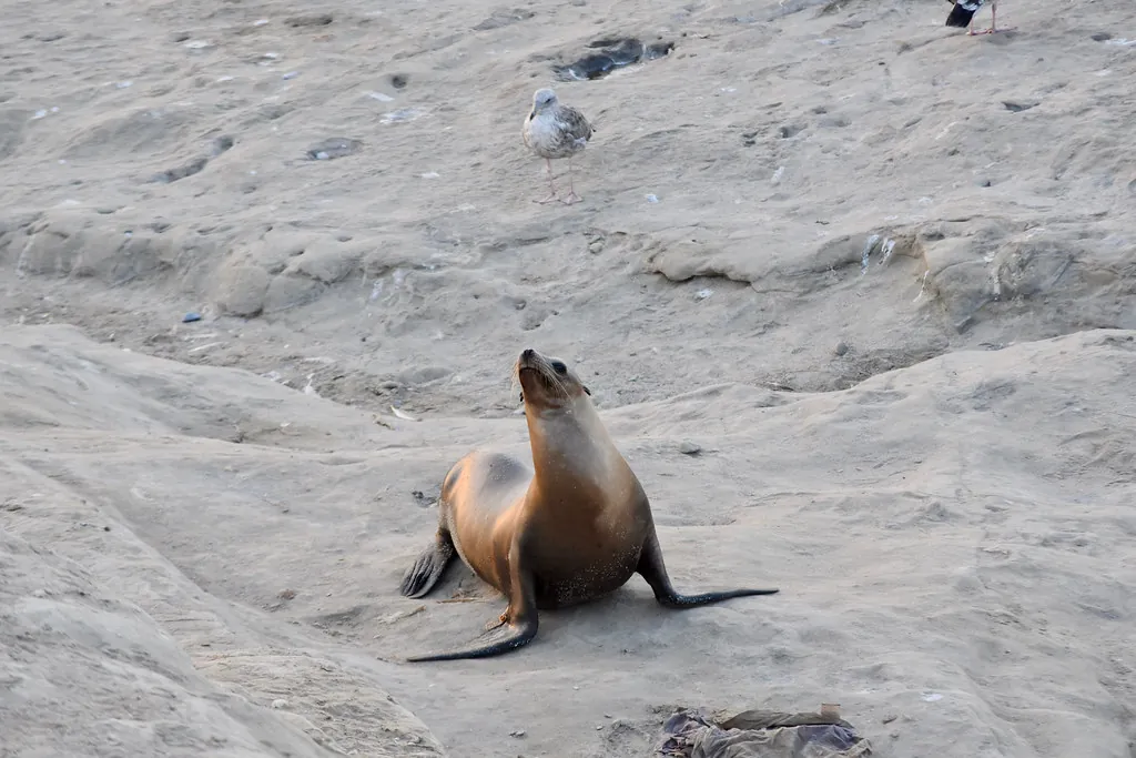 A sea lion sitting up on the sand at La Jolla Cove with a seagull standing behind it