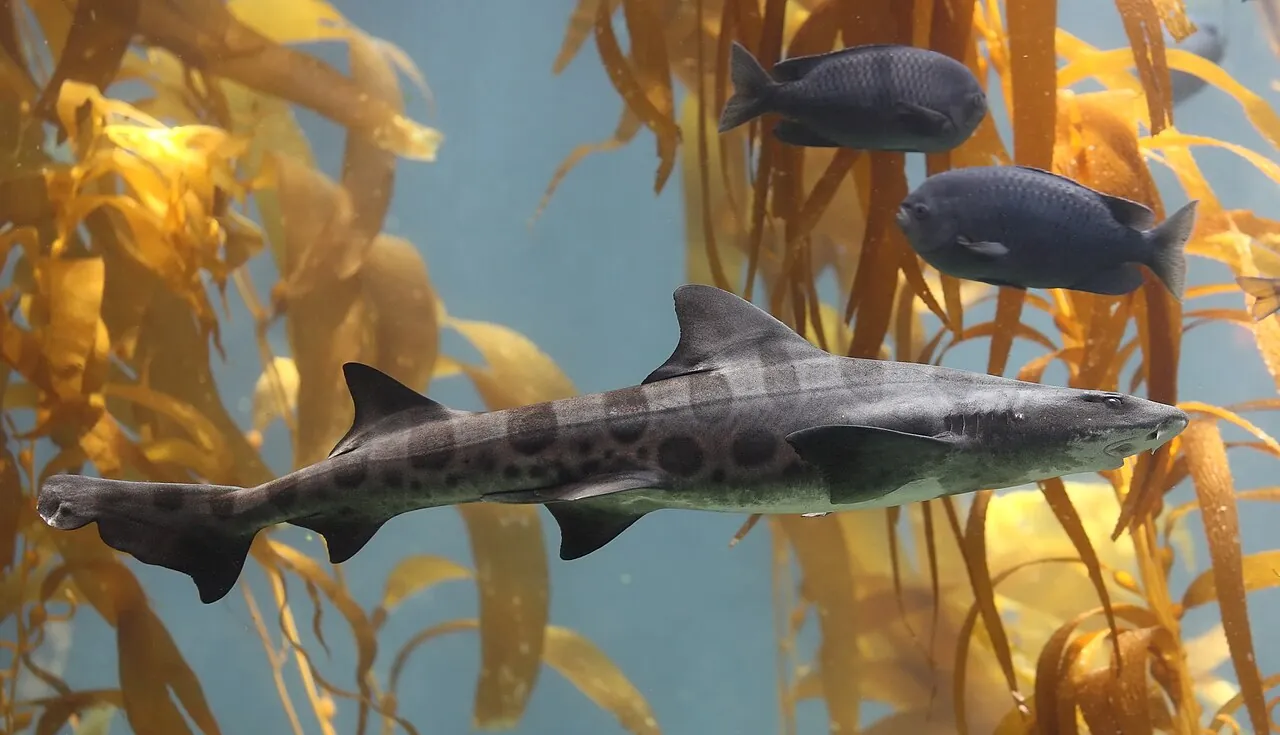 Leopard Sharks in La Jolla: How to Swim With the Ocean’s Gentlest Sharks