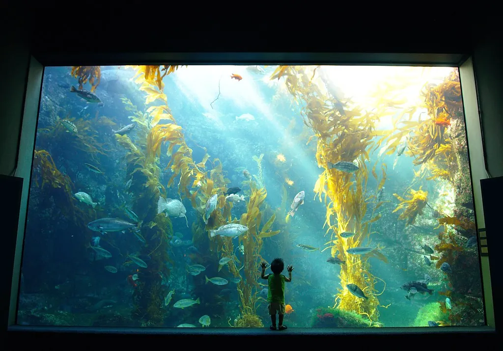 A child in front of the giant kelp forest tank at Birch Aquarium in La Jolla