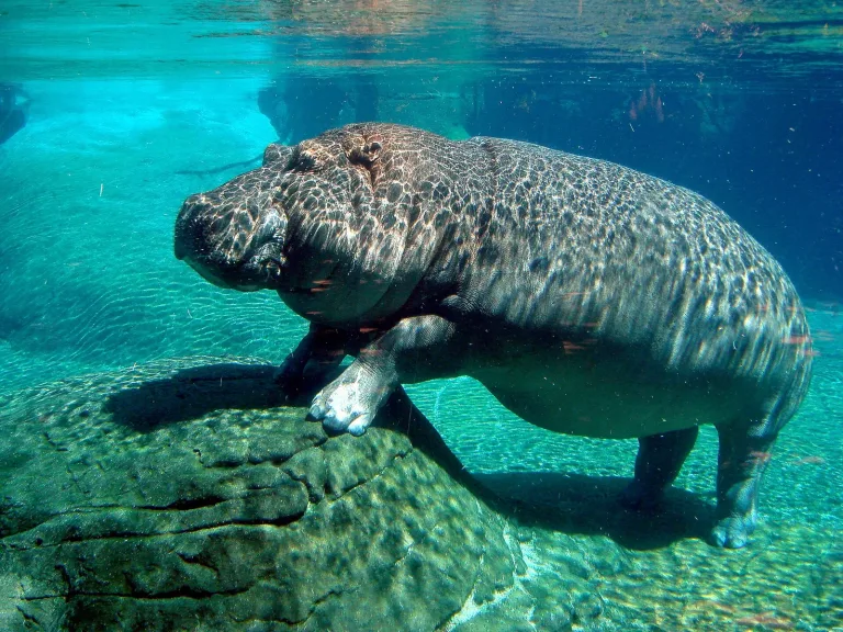 Zoo survival guide