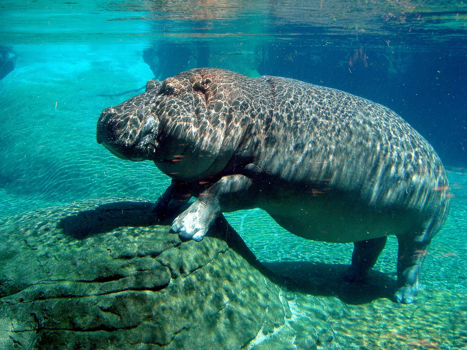 The San Diego Zoo Survival Guide (Hills, Pandas and How Not to Cry by 2 p.m.)