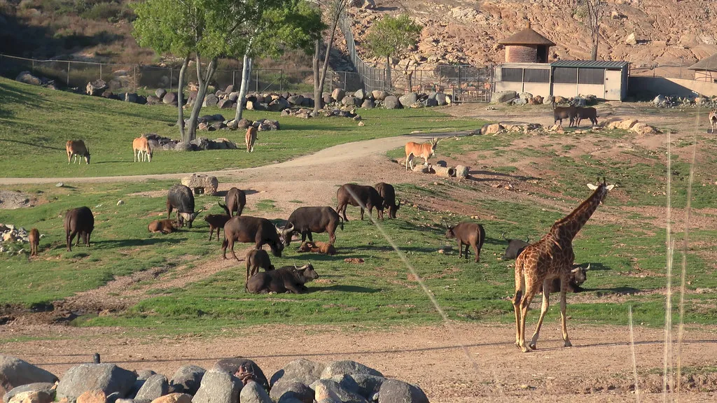 San Diego Zoo vs Safari Park: Which One Should You Pick?