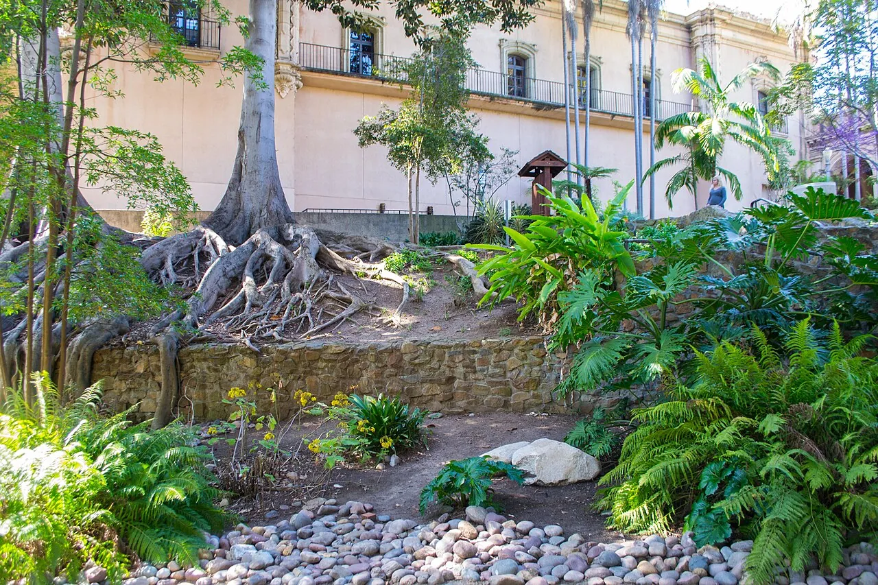 Ferns, stone walls and big fig tree roots in Zoro Garden, one of the secret spots in San Diego's Balboa Park