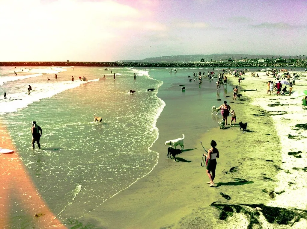 Dogs running and swimming at Dog Beach in Ocean Beach, with their owners on the wet sand and a rock jetty in the background