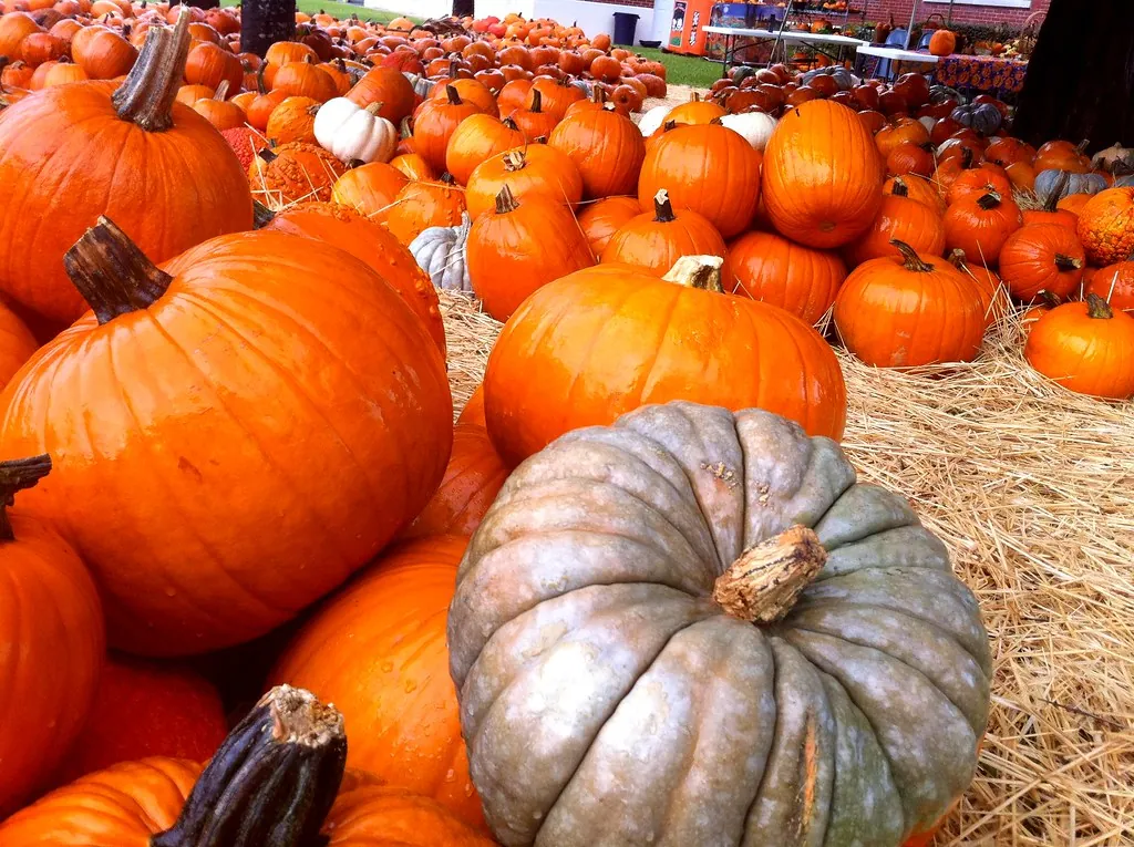 San Diego in October: Halloween Events, Pumpkins and Glowing Zoos (2026)