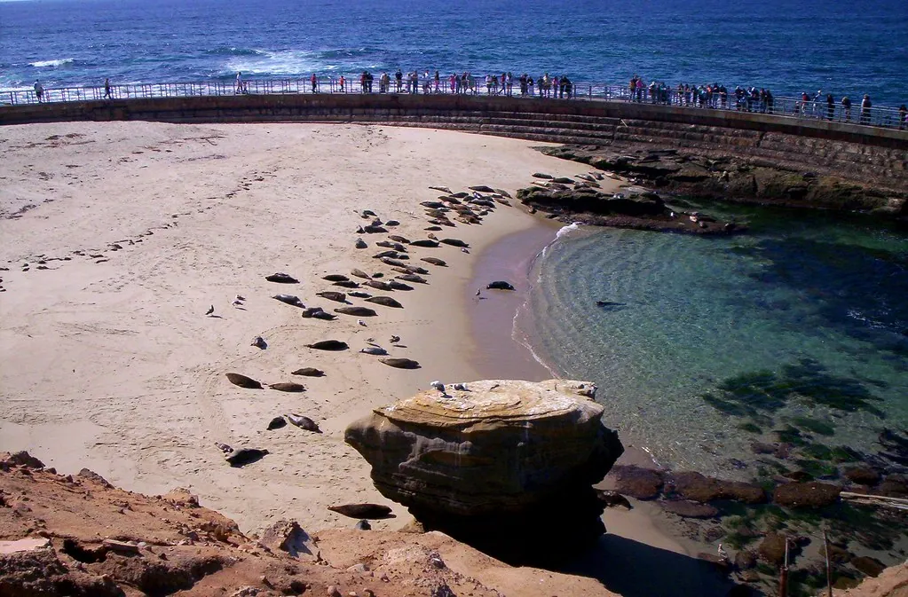 Harbor seals resting on the sand at Children's Pool in La Jolla, with visitors watching from the curved seawall above