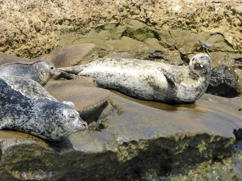 Three spotted gray harbor seals lying on a rock in La Jolla, showing their ear holes without ear flaps