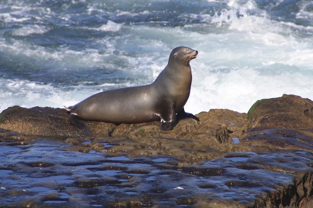 Where to See Sea Lions in La Jolla (and How to Tell Them From Seals)